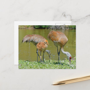 Cartão Postal Pais e Filhote de Grou-Canadense