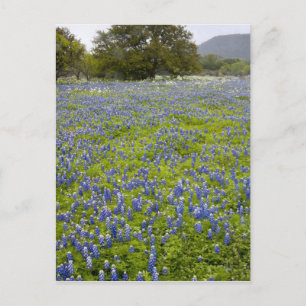 Cartão Postal País Hill, Texas, Bluebonnets e Carvalho