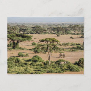 Cartão Postal Paisagem Africana com Elefante