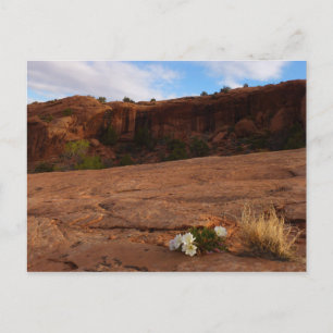 Cartão Postal Paisagem Arches Slickrock e Evening Primrose