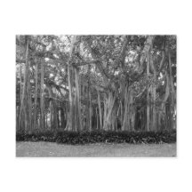 Paisagem Banyan Trees B&W Foto