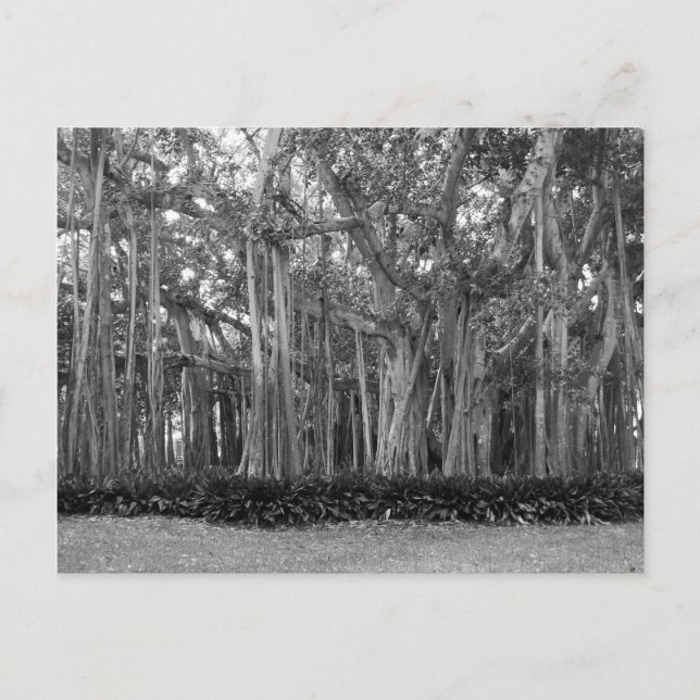 Cartão Postal Paisagem Banyan Trees B&W Foto (Frente)