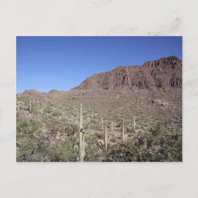 Cartão Postal Paisagem Cactus (Frente)