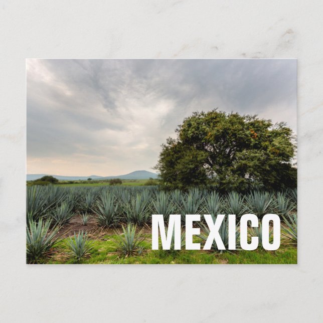 Cartão Postal Paisagem com Agave Azul (Frente)
