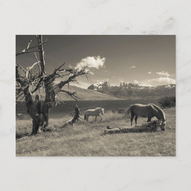 Cartão Postal Paisagem com cavalos (Frente)