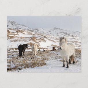 Cartão Postal Paisagem com Cavalos Islandeses
