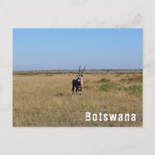 Cartão Postal Paisagem da Savana Animais Selvagens Órix Botsuana