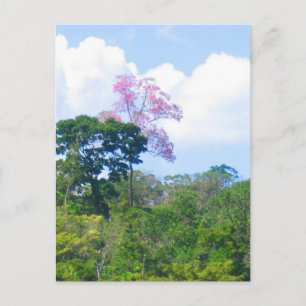 Cartão Postal Paisagem da selva Venezuela, árvore rosa-rosa