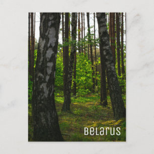 Cartão Postal Paisagem das Árvores de Aves da Floresta Natural n