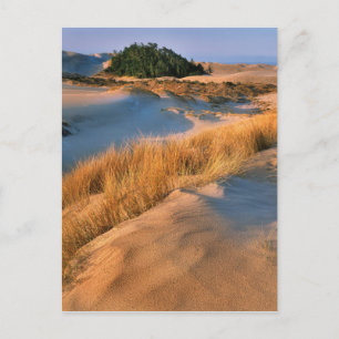 Cartão Postal Paisagem das Dunas de Areia de Oregon