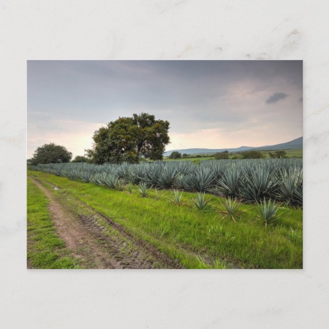 Cartão Postal Paisagem De Agave Azul (Frente)