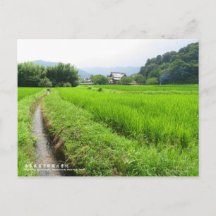 Cartão Postal Paisagem de arroz paddy:Cartão postal