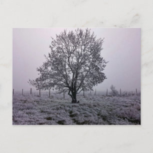 Cartão Postal Paisagem de Árvore de Inverno