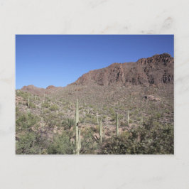 Cartão Postal Paisagem de Cactos