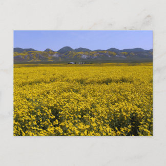 Cartão Postal Paisagem de Campo de Flor Amarelo