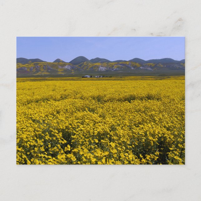 Cartão Postal Paisagem de Campo de Flor Amarelo (Frente)