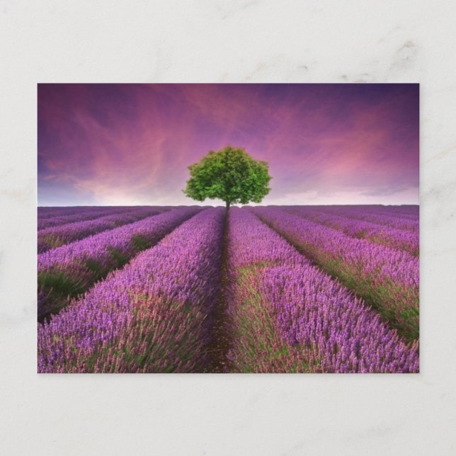 Cartão Postal Paisagem de campo lavanda — Verão — Sunset (Frente)