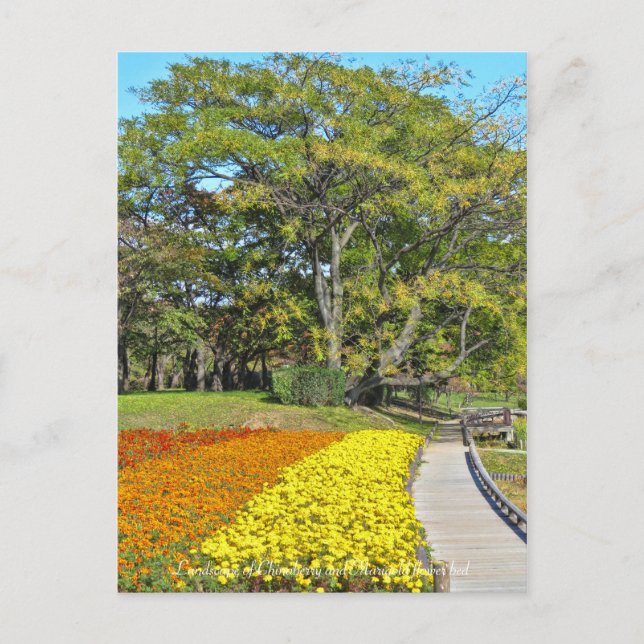 Cartão Postal Paisagem de Chinaberry e de Marigold florrespectiv (Frente)