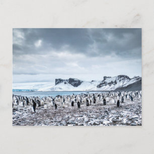 Cartão Postal Paisagem de Colônia de Pinguins Chinstrap