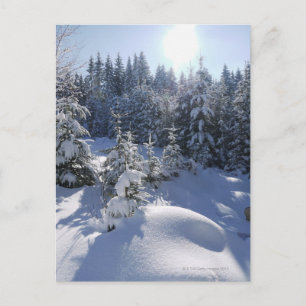 Cartão Postal Paisagem de inverno fria com neve 2