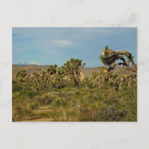 Cartão Postal Paisagem do Deserto do Parque Nacional de Joshua T