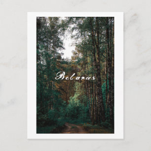 Cartão Postal Paisagem Floresta Bétula Natureza Bielorrússia