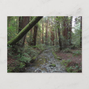 Cartão Postal Paisagem Florestal do Córrego de Muir Woods