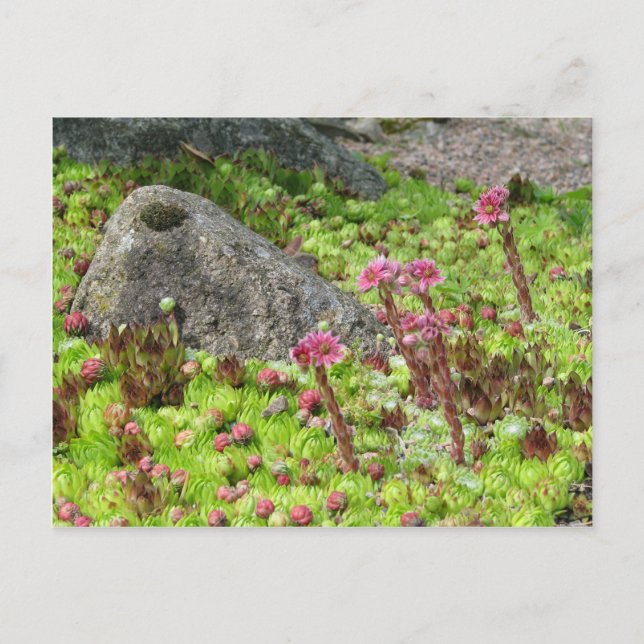 Cartão Postal Paisagem Látea (Frente)