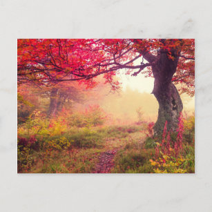 Cartão Postal Paisagem majestosa com as árvores do outono na
