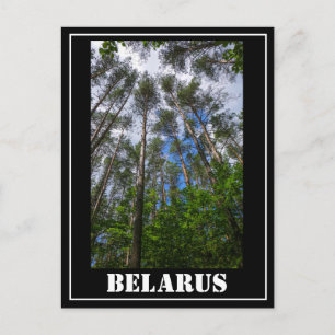 Cartão Postal Paisagem Natural Olhando para cima Floresta Belaru