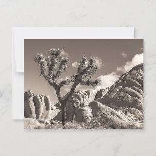 Cartão Postal Paisagem Sepia Joshua Trees com Rochas
