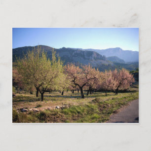 Cartão Postal Paisaje campestre con árboles, Alicante, España