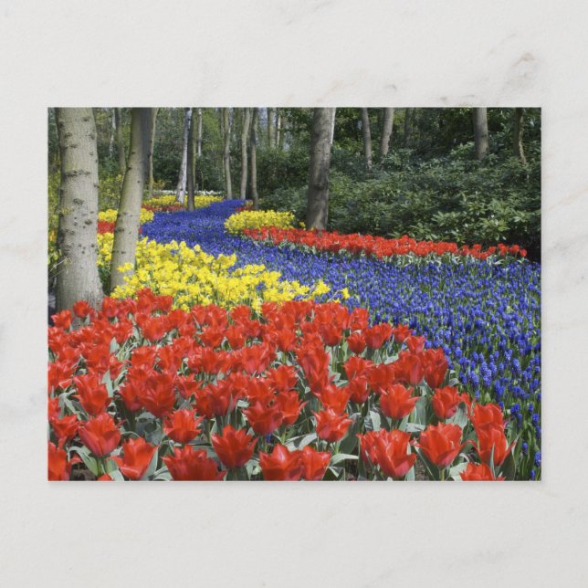 Cartão Postal Países Baixos, Holanda, Lisse, Keukenhof Gardens (Frente)