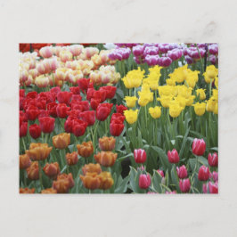 Cartão Postal Países Baixos, Jardins Keukenhoff, tulipas.
