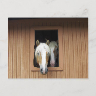 Cartão Postal Palamino Horses em um Barão no Colorado