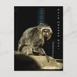 Cartão Postal Pale Headed Saki