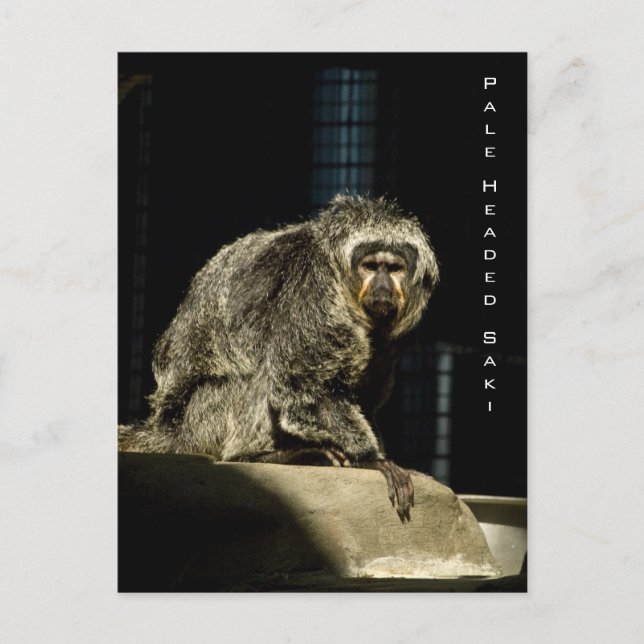 Cartão Postal Pale Headed Saki (Frente)