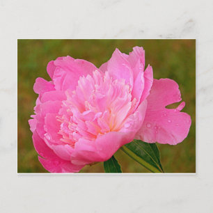 Cartão Postal Pale Pink Peony