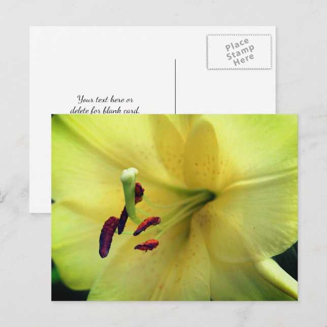 Cartão Postal Pale Yellow Lily Flower Photography  (Frente/Verso)