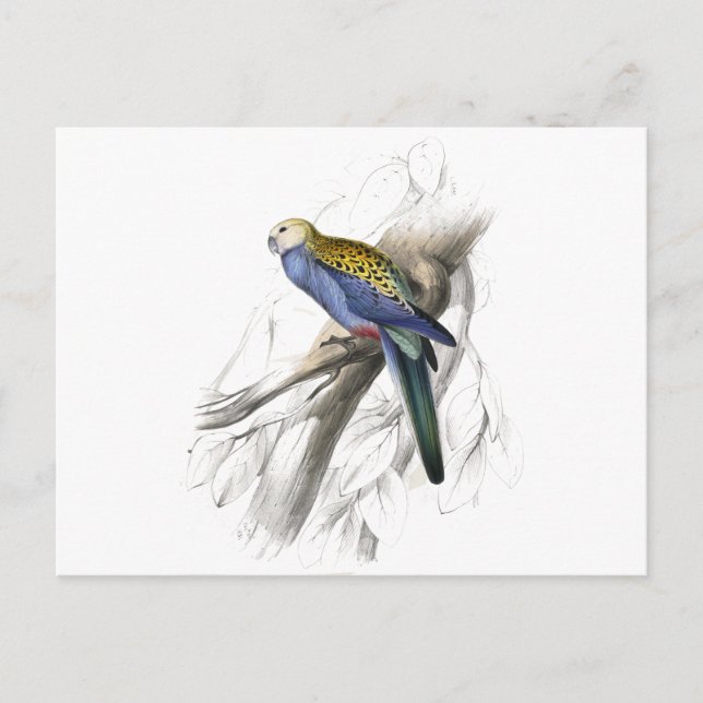 Cartão Postal Palehead Parrakeet por Edward Lear (Frente)