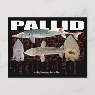Cartão Postal Pallid Sturgeon-Collage-Postcard