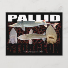 Pallid Sturgeon-Collage-Postcard