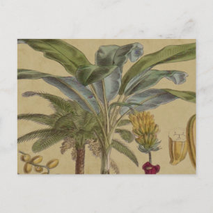 Cartão Postal Palm Antique Fruta Tropical Arte Botânica