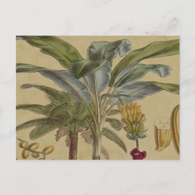 Cartão Postal Palm Antique Fruta Tropical Arte Botânica (Frente)