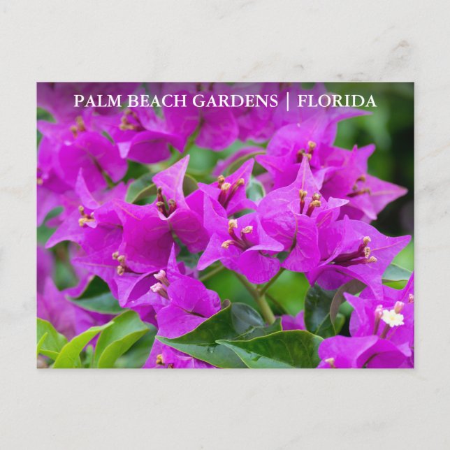 Cartão Postal Palm Beach Gardens Floral Viagem (Frente)