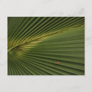 Cartão Postal Palm Frond