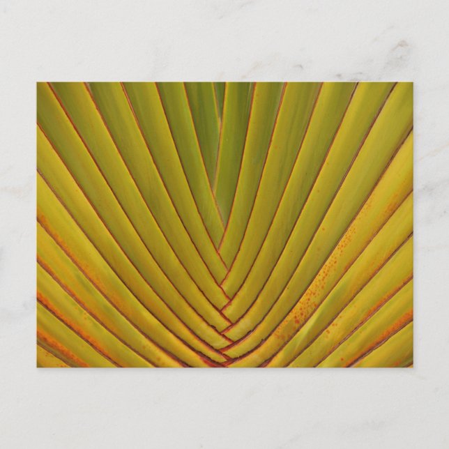 Cartão Postal Palm Leaf (Frente)