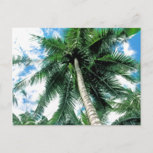 Cartão Postal Palm Tree