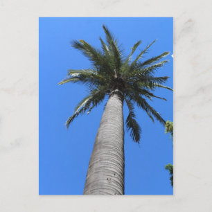 Cartão Postal Palm Tree