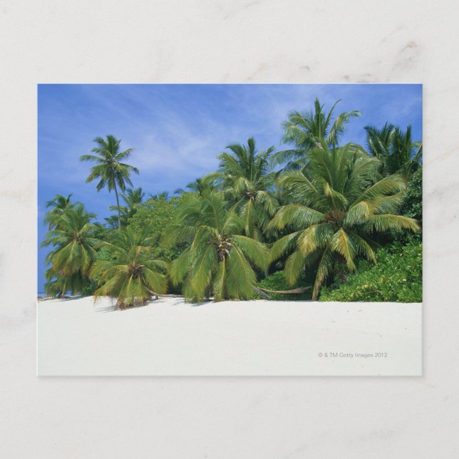 Cartão Postal Palm Tree 3 (Frente)